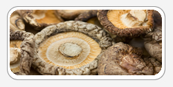 Shiitake