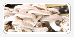 Shiitake