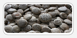 Shiitake