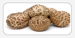 Shiitake