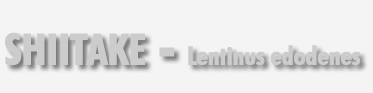 Shiitake